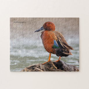 Cinnamon Teal Drake är tillbaka Pussel
