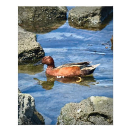 Cinnamon Teal Fototryck
