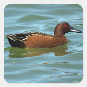 Cinnamon Teal Fyrkantigt Klistermärke
