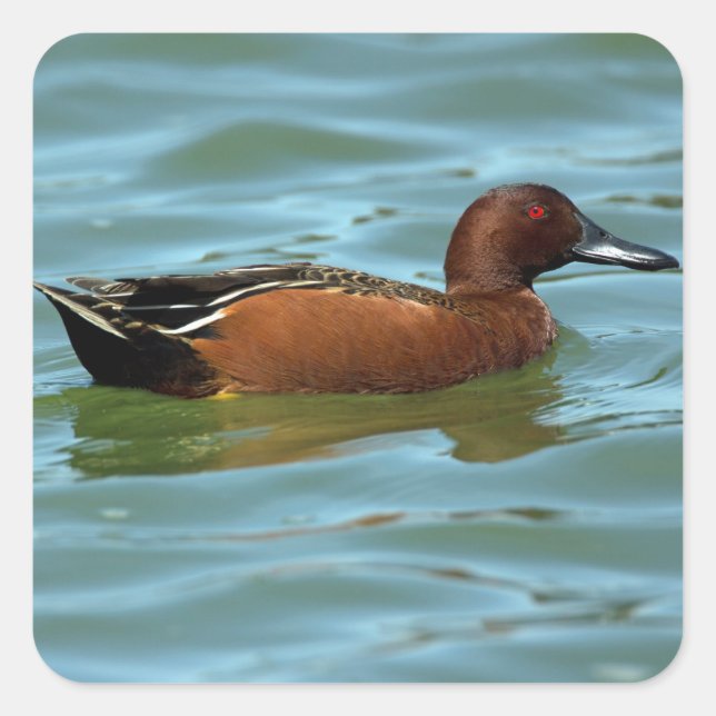 Cinnamon Teal Fyrkantigt Klistermärke (Framsida)