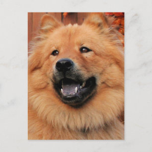 Cinny - Chow Chow Photo - 5 Vykort