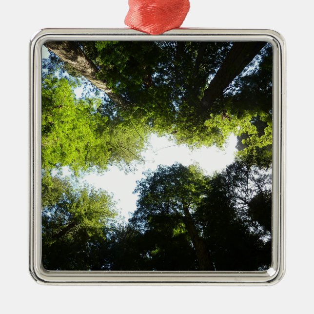 Circle of Redwood Träd vid Redwood National Park Julgransprydnad Metall (Framsidan)