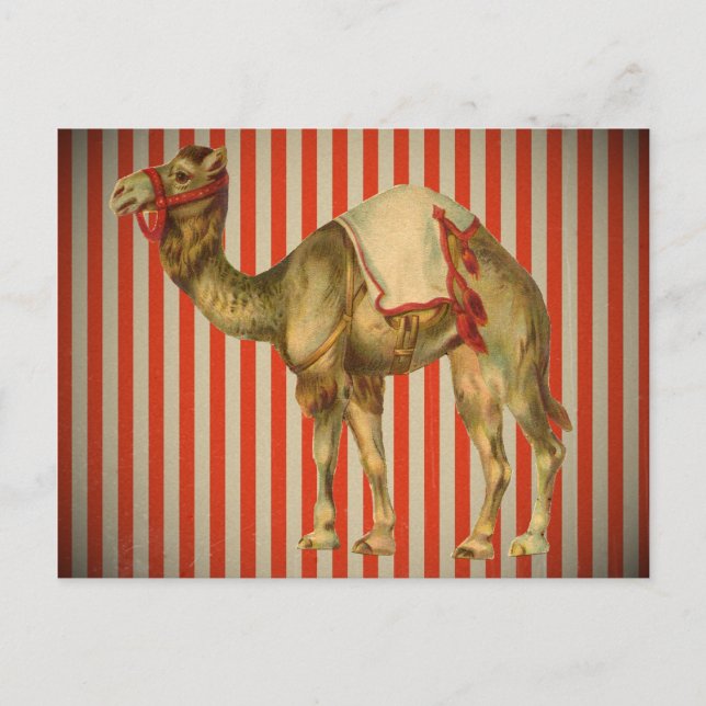 CIRCUS CAMEL-VINTAGE VYKORT (Framsida)