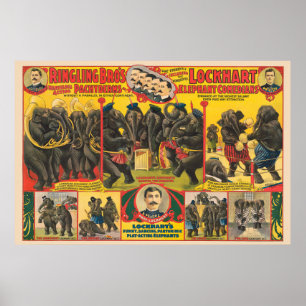 Circus Poster av elefanter som utför