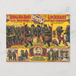 Circus Poster av elefanter som utför Vykort