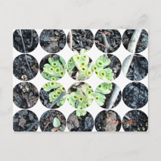 Cirkelfotovykort Vykort