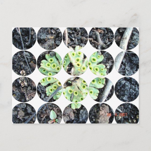 Cirkelfotovykort Vykort (Framsida)