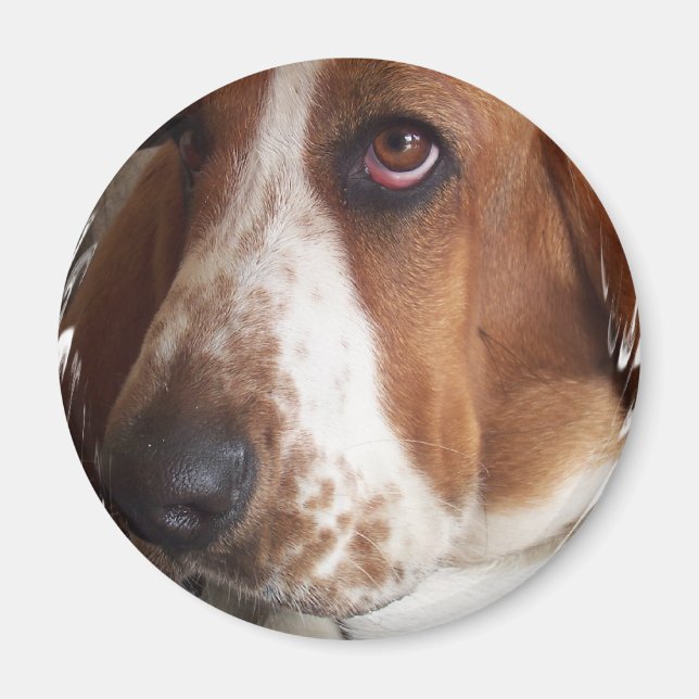 Cirkelmagnet för Basset Hound-Hund Magnet (Framsidan)