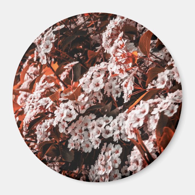 Cirkelmagnet Magnet (Framsidan)