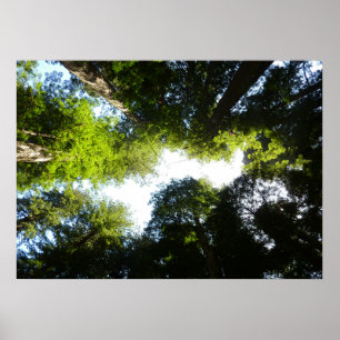 Cirkeln av Redwood-träd vid Redwood National Park Poster