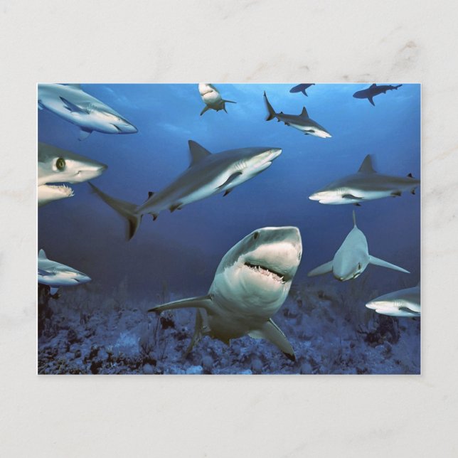 Cirkling för dödan vykort (Framsida)