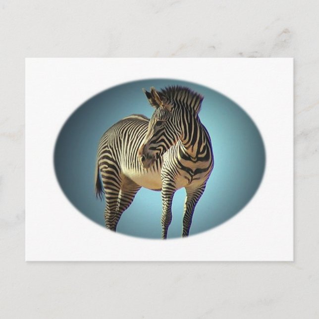 Cirkulärt Zebra-vykort Vykort (Framsida)