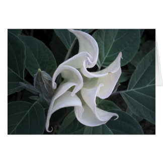 Cirkulation Hälsningskort