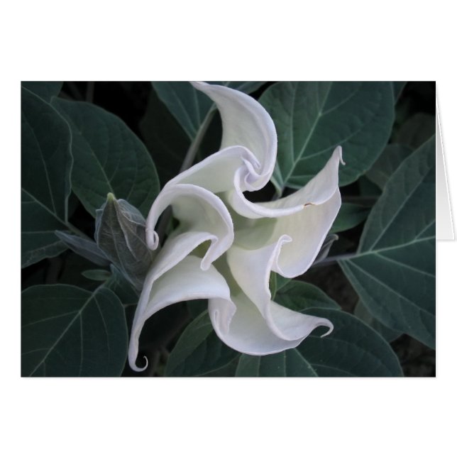 Cirkulation Hälsningskort (Framsidan Horizontal)