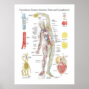 Cirkulations- anatomi kartlägger Lymphatic Poster