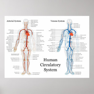 Cirkulations- system för människa av artärer oc poster