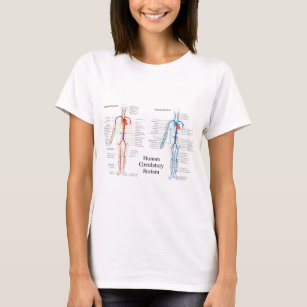Cirkulations- system för människa av artärer och t-shirt