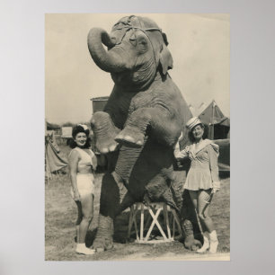 cirkus för elefant och för 2 flickor poster