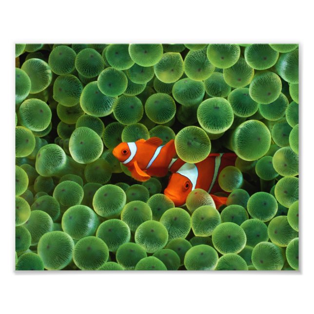 Cirkusfisk Fotoavtryck Fototryck (Framsidan)