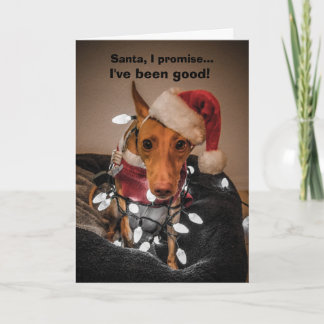 Cirneco dell'Etna-julkort Helgkort