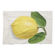 Citron (Citrus Limon) av Ellen Isham Schutt – 1910