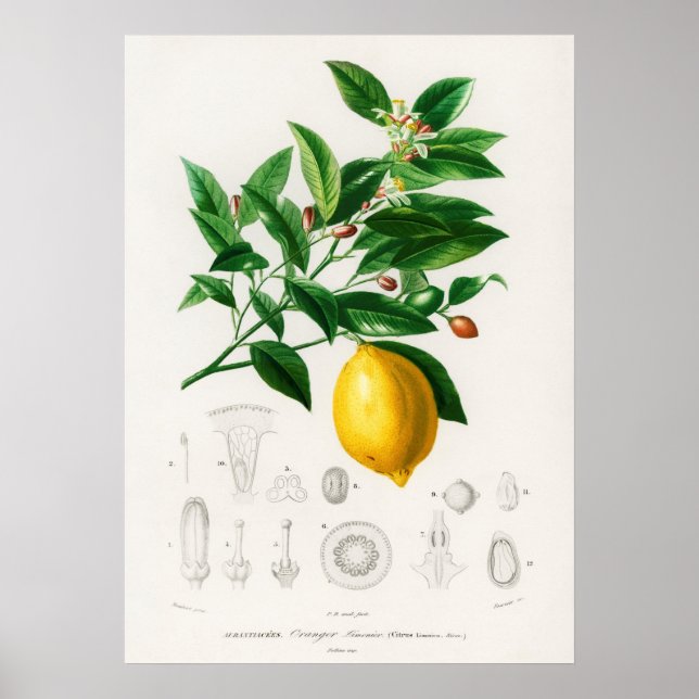 Citron (Citrus Limonium) Poster (Framsidan)