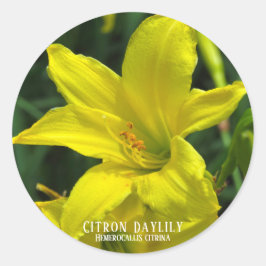 Citron Daylily [Rundsäl] Runt Klistermärke