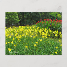 Citron Daylily   [vykort] ポ ス ト カ ー Vykort