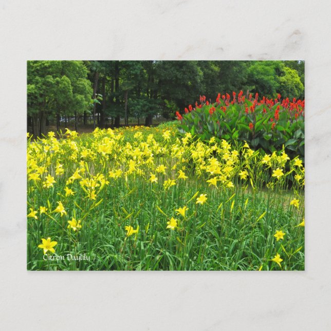 Citron Daylily   [vykort] ポ ス ト カ ー Vykort (Framsida)
