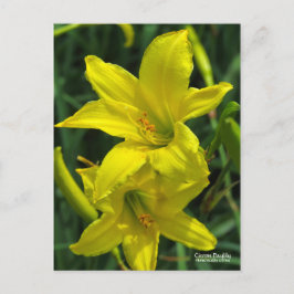 Citron Daylily   [vykort] ポ ス ト カ ー Vykort