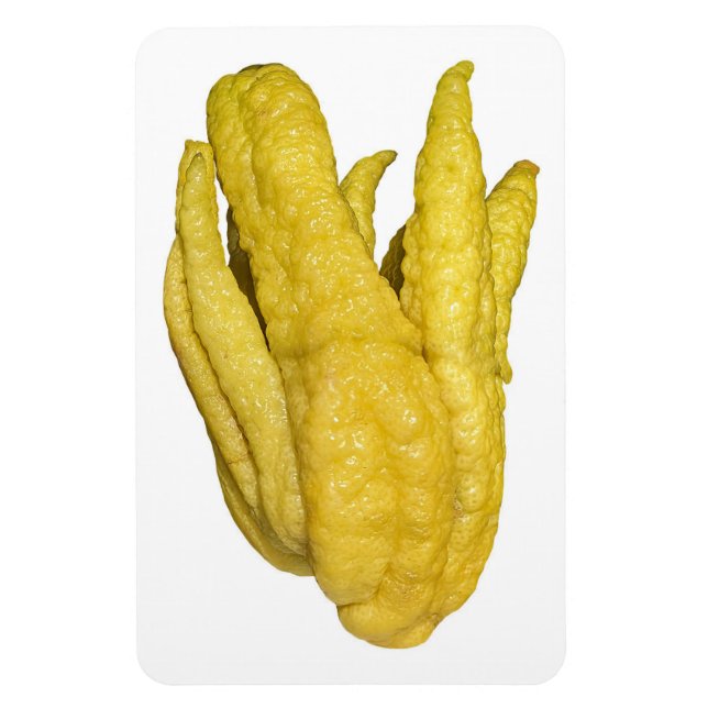 Citron Fruit Photo Magnet (Vertikal)