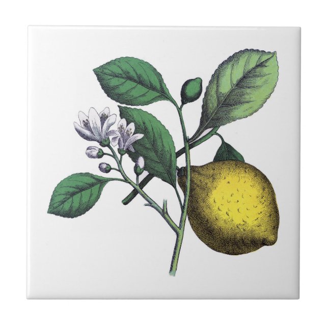 Citron, frukt och blommor kakelplatta (Framsidan)