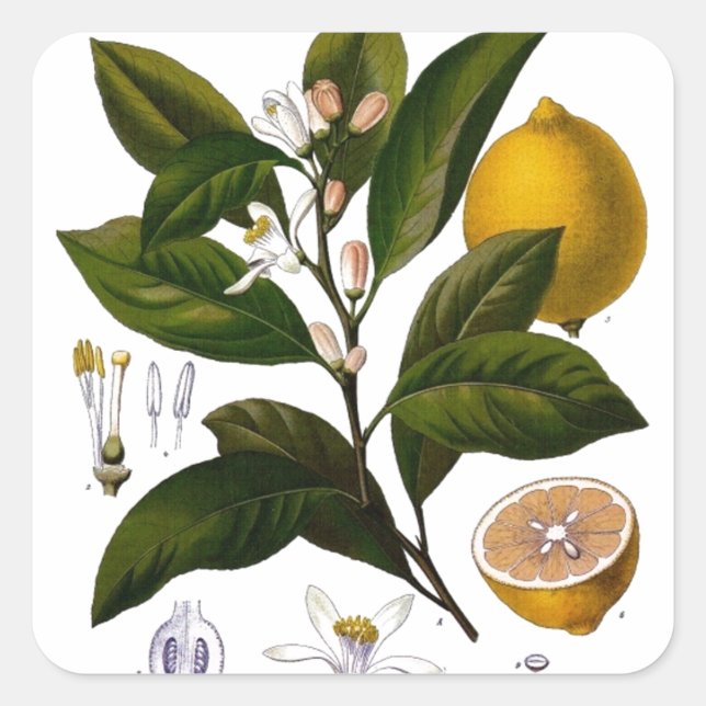 Citron Fyrkantigt Klistermärke (Framsida)