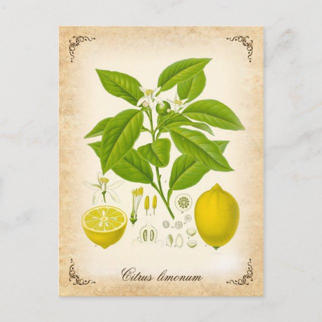 Citron - illustration av vintagen vykort (Framsida)