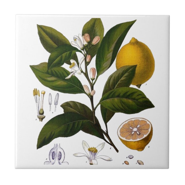 Citron Kakelplatta (Framsidan)