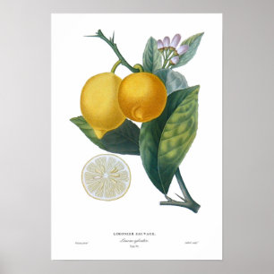 Citron Poster