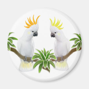 Citron & Sulphurkakaduamagnet Magnet