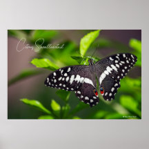 Citron swallowtail