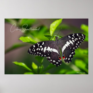 Citron swallowtail poster