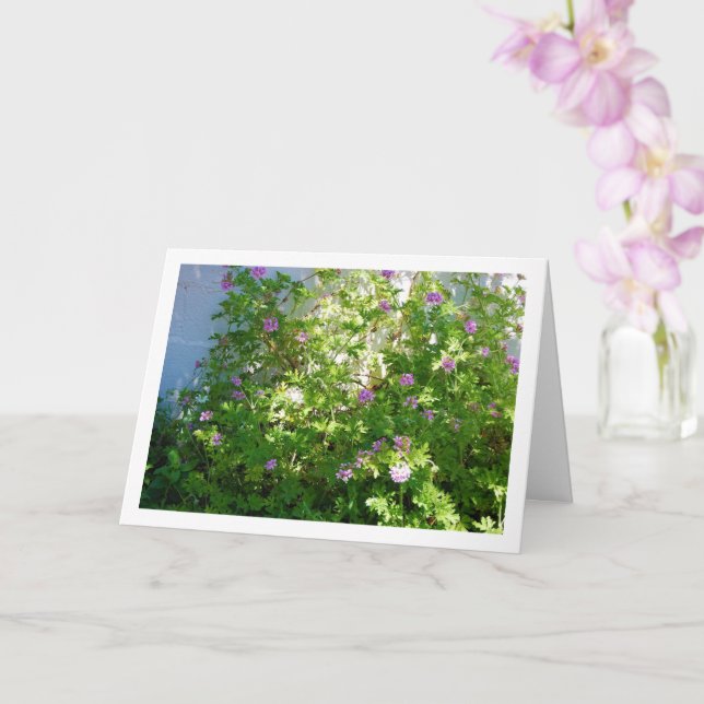 Citronella Plant med Blommigt Kort (Orkide)