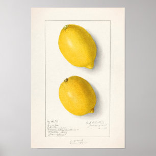 Citroner (Citrus Limon), färgsfärg på frukten Poster