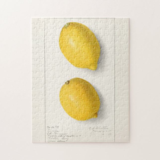 Citroner (Citrus Limon), färgsfärg på frukten Pussel (Vertikal)