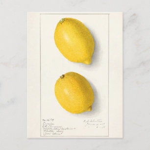 Citroner (Citrus Limon), färgsfärg på frukten Vykort