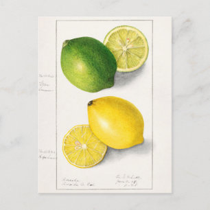 Citroner (Citrus Limon), färgsfärg på frukten Vykort