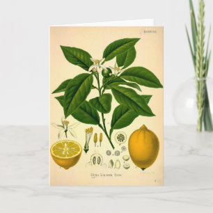 Citroner Kort