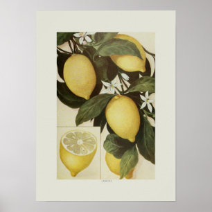Citroner Poster