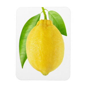 Citronfrukt Magnet