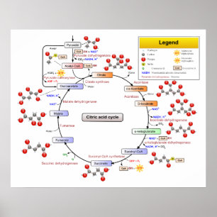 Citronsyra Cycle trikarboxylsyra och konitat Poster