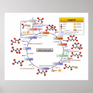 Citronsyra cyklar, TCA cyklar, Krebs cyklar Poster