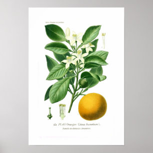 Citrus auranticum (orangen Sevilla) Poster